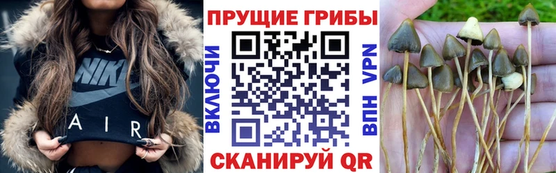 Псилоцибиновые грибы Psilocybine cubensis  Новохопёрск 